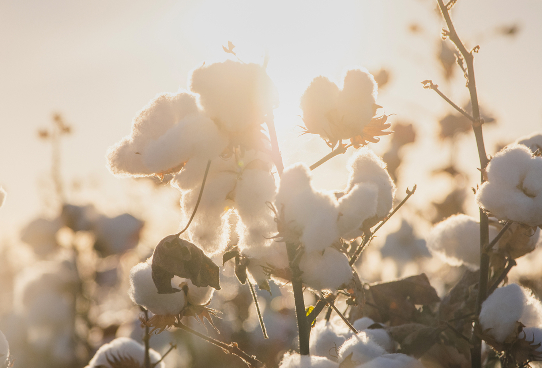 ReFa Beauty Cotton