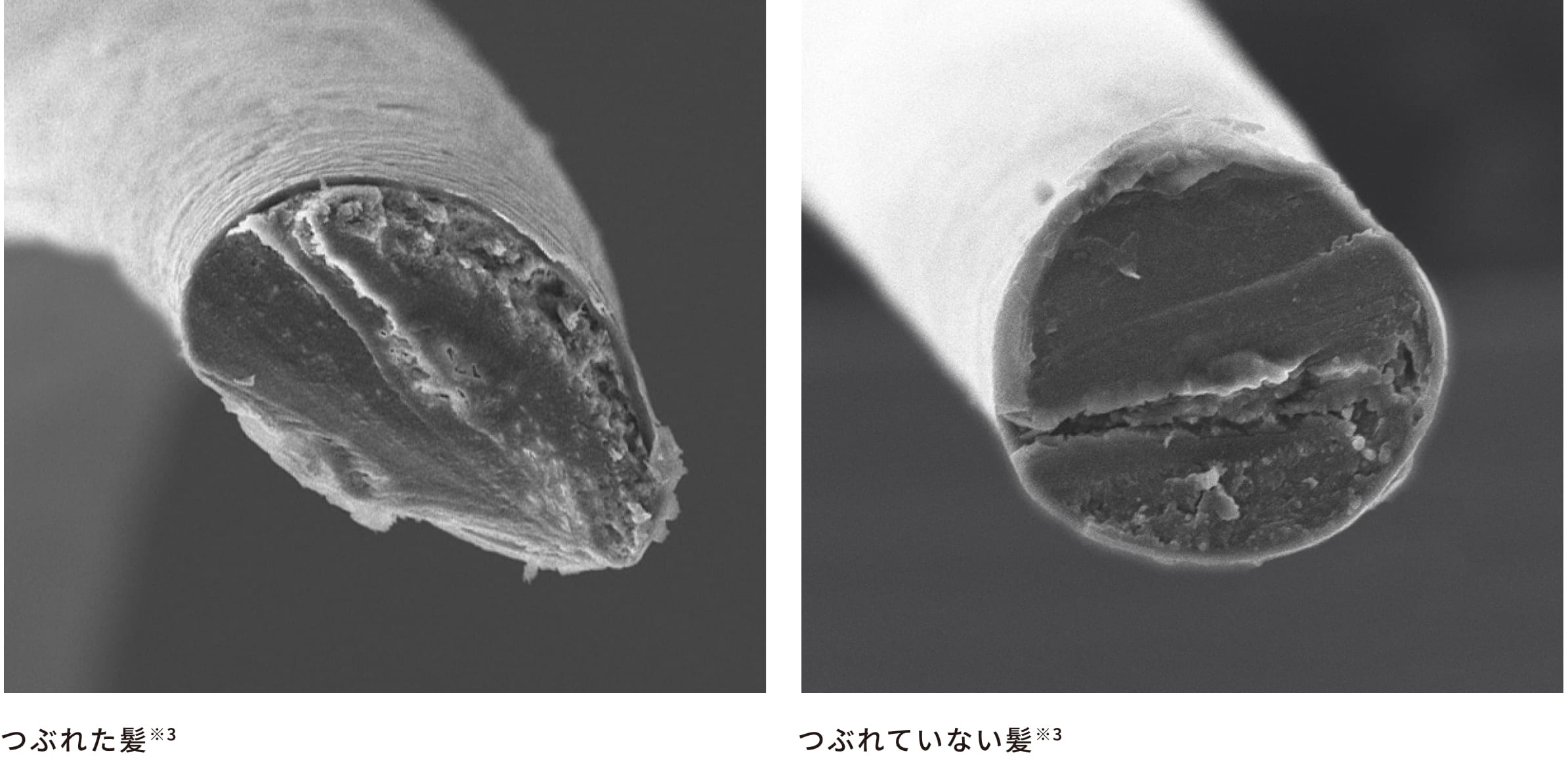 つぶれた髪／つぶれていない髪